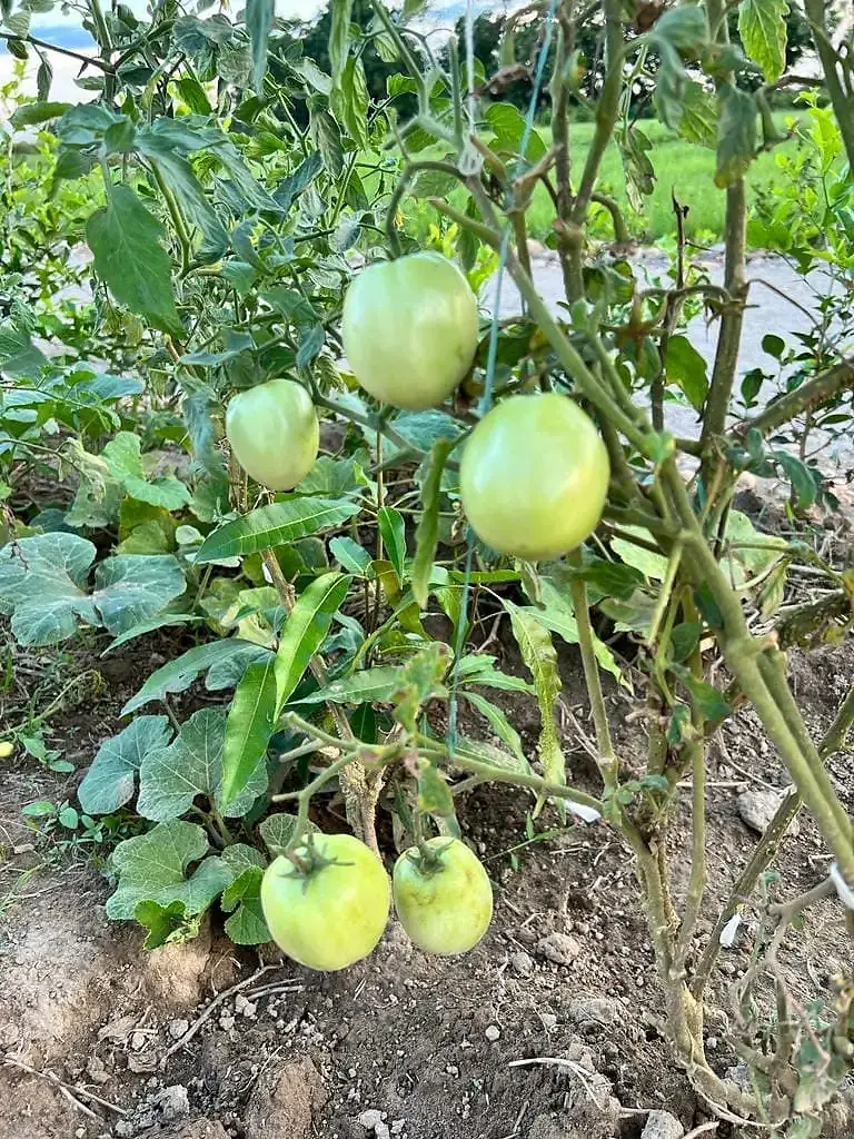 Tomate x 500 gr