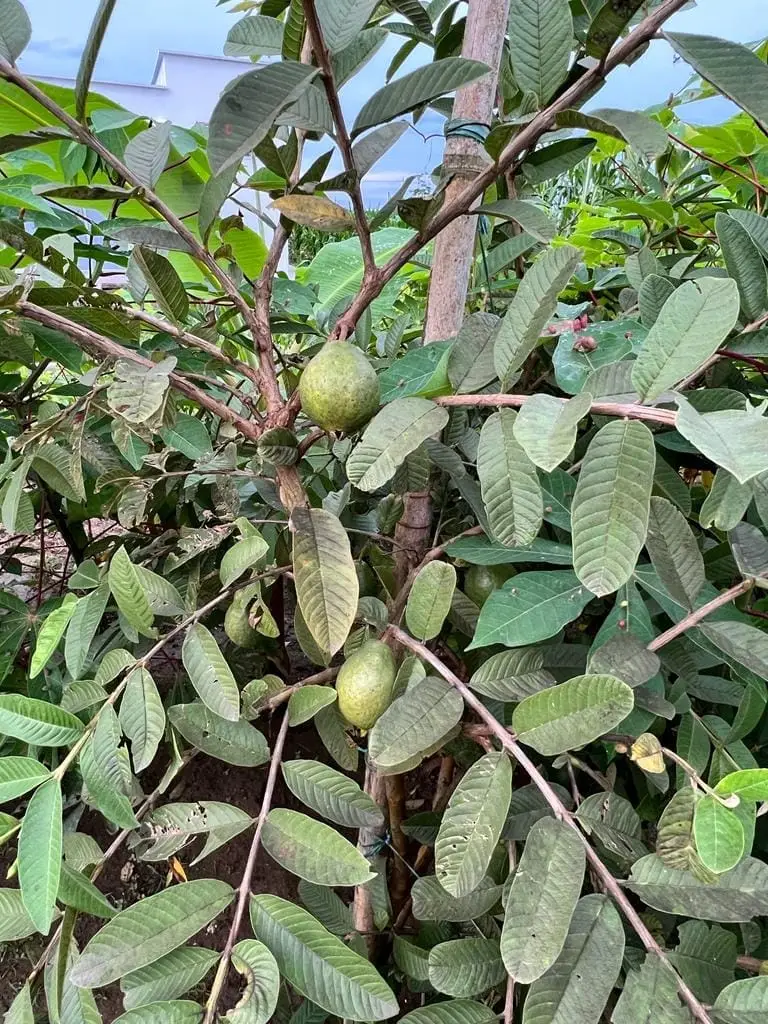 Guayaba Pera x 500 gr