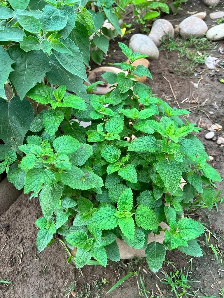 Hierba Toronjil Natural x 500 gr